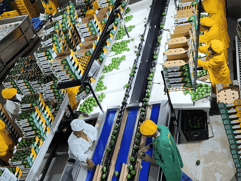 images/1747303239809avocado sorting line.png